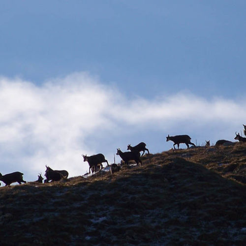 Groupe de chamois pendant le rut Instinctivement nature