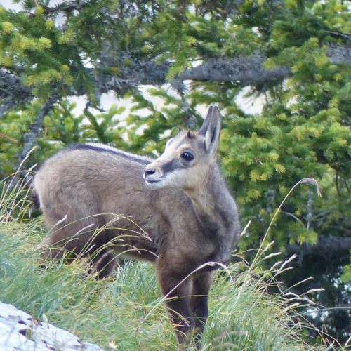 Cabri de chamois Instinctivement nature