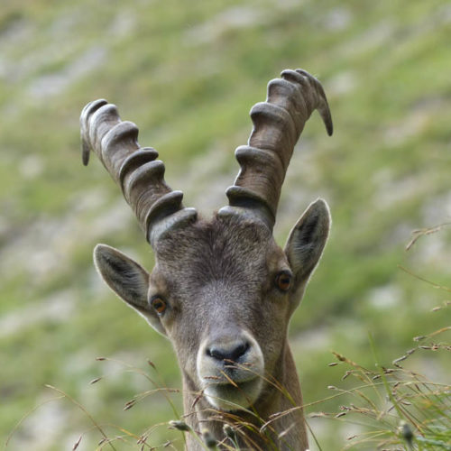 Jeune mâle bouquetin des alpes Instinctivement nature