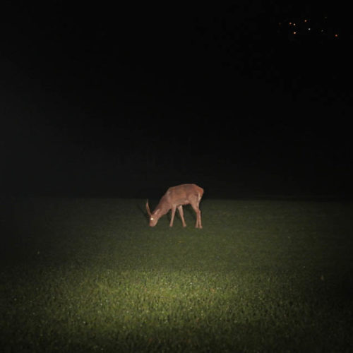 Cerf én comptage nocturne Instinctivement nature