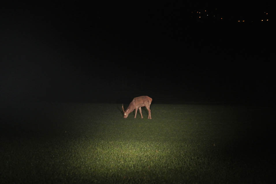 Cerf én comptage nocturne Instinctivement nature