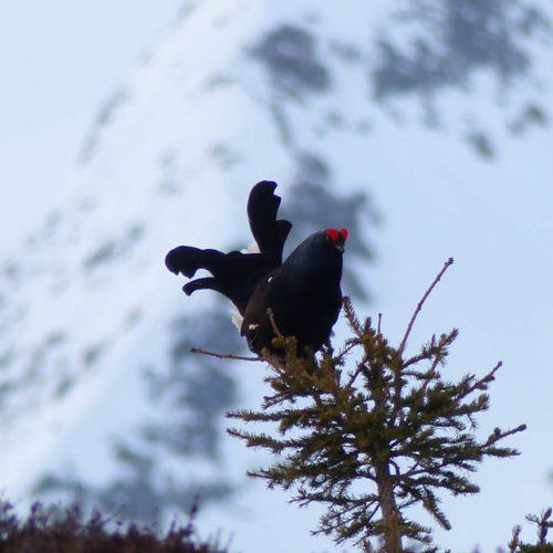 Tétras lyre en parade Instinctivement nature