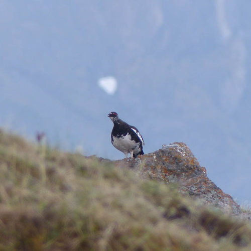 Lagopède alpin en parade Instinctivement nature