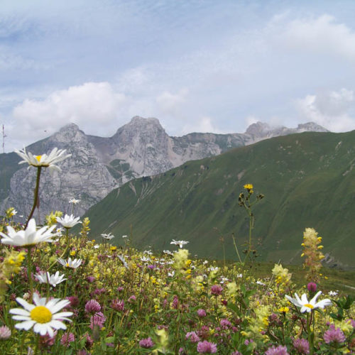 Prairie mésophile Grand bornand habitats tétras lyre