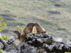 Colonie de marmottes