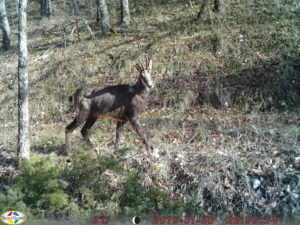 Chamois au piège photo