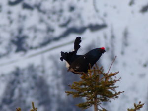 Coq de tétras lyre en parade