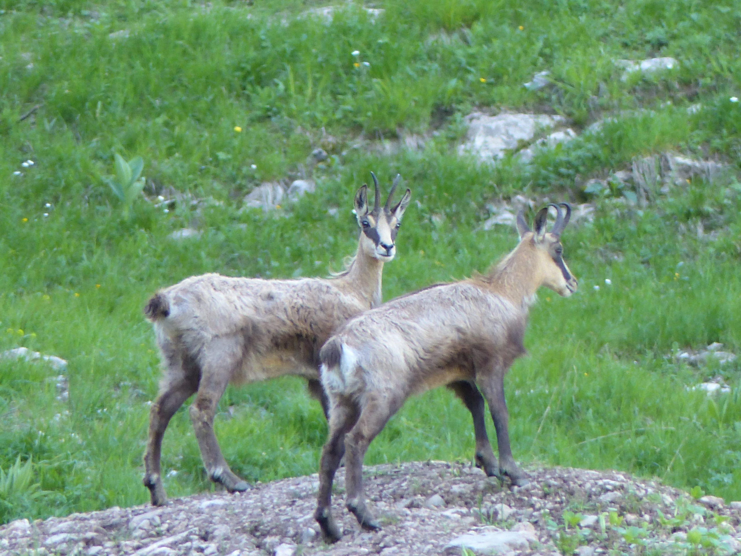 Comptage chamois instinctivement nature