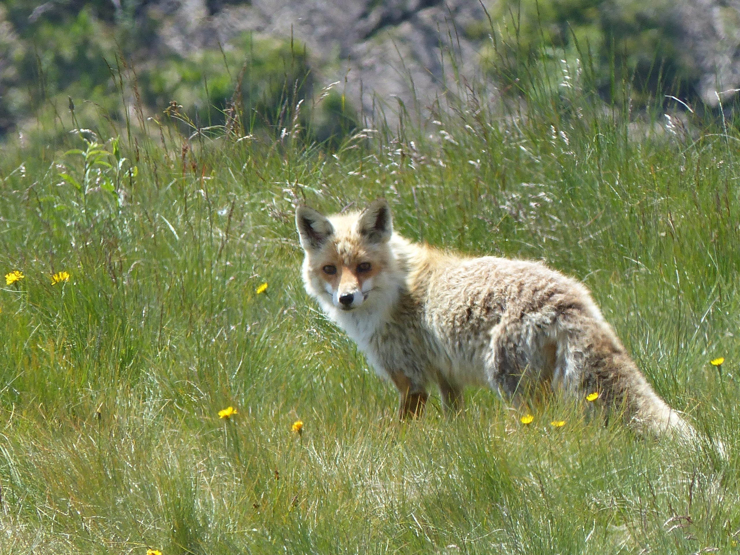 Renard roux Instinctivement nature